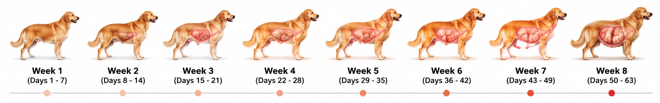 Dog Pregnancy Timeline Infographic illustrating canine fetal growth and gestation stages from conception to whelping